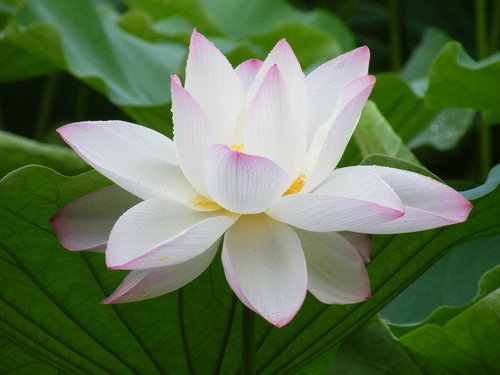 MDT EHR管理平台